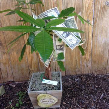 blooming money tree