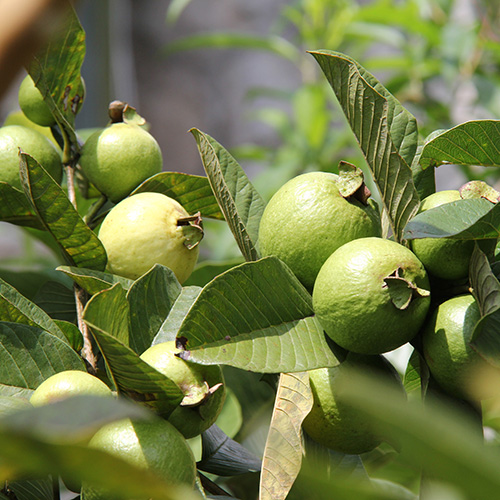 Guava Garden Tree