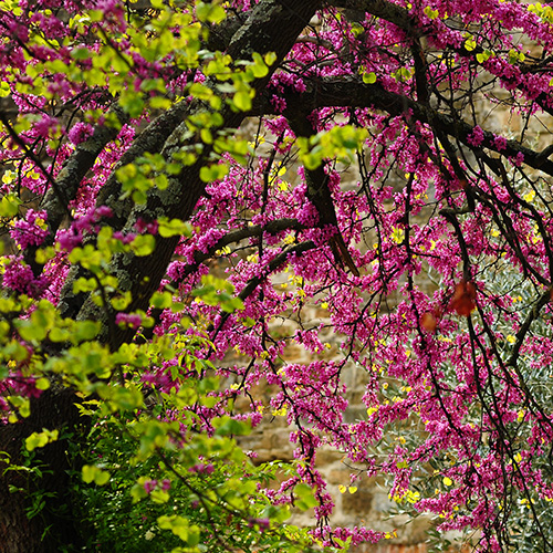 Mexican Redbud Garden Tree