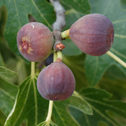 Mission Fig Garden Tree