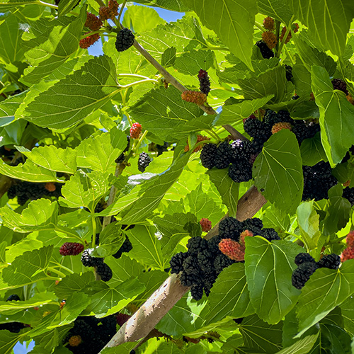 Mulberry Garden Tree