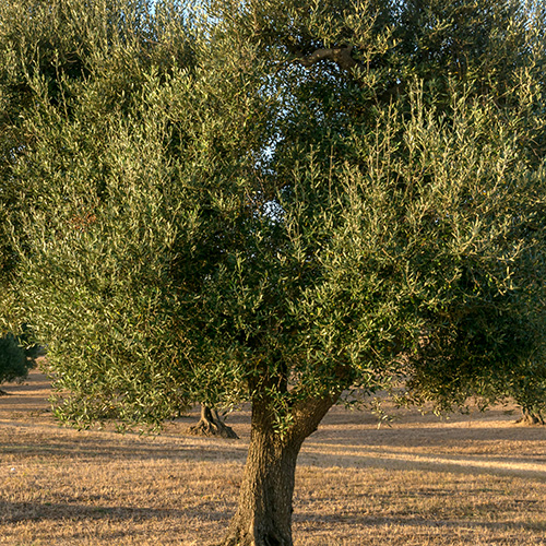 Olive Garden Tree